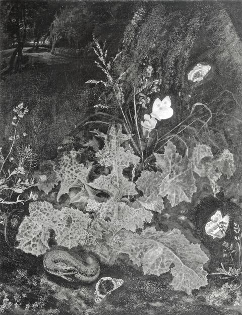 Studio Fotografico Perotti — Marseus van Schrieck Otto - sec. XVII - Sottobosco con fiori, farfalle e serpente — insieme